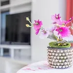 Apartmán Olimpia *